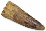 Fossil Spinosaurus Tooth - Real Dinosaur Tooth #376585-1